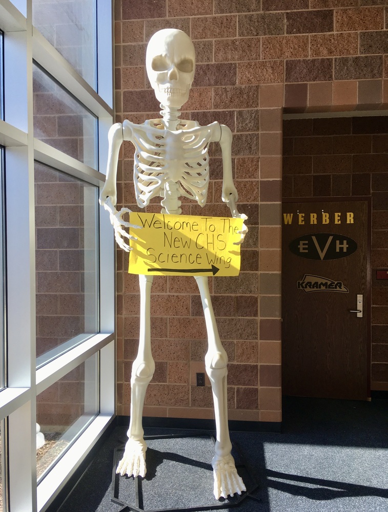 Skeleton