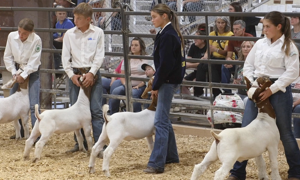 Students showing goats in livestock show